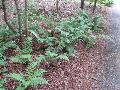 Scaly Buckler Fern / Dryopteris remota